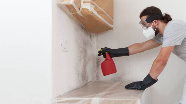 Basement Mold Remediation treatment on basement walls in Clark