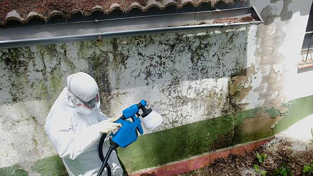 Mold Removal service in Clark